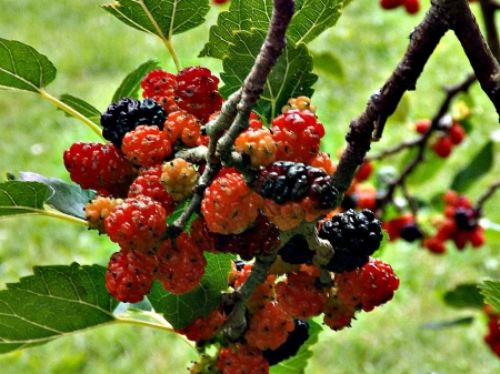 awesome berries - berries, red, green, leaves