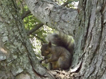 feasting - bark, branches, tree, squirrel