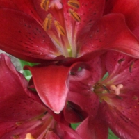 red lillies