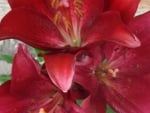 red lillies