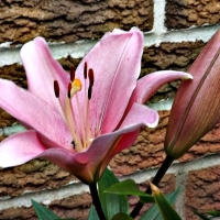 pink lillies