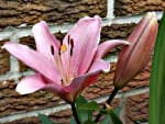 pink lillies