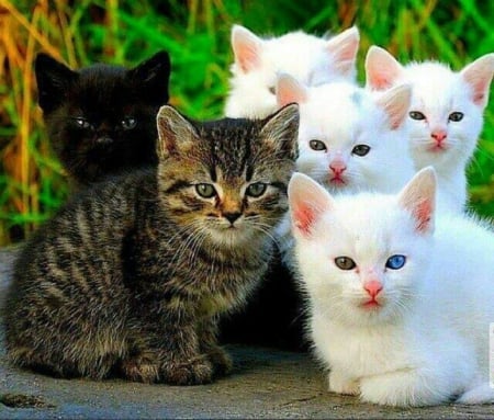 black & white - black, cats, white, animals