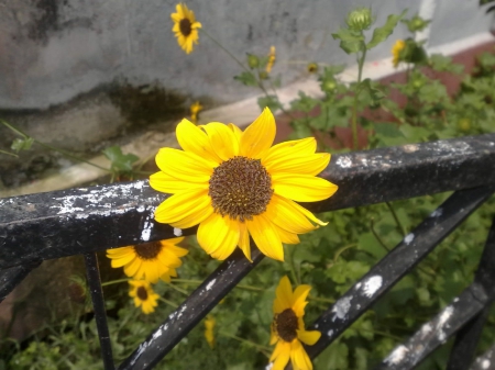 ~Xanthic Beauty~ - beauty, flower, yellow, nature