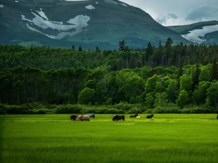 Grazing Peacefully - horses, forest, trees, grazing, mountain, green, grass