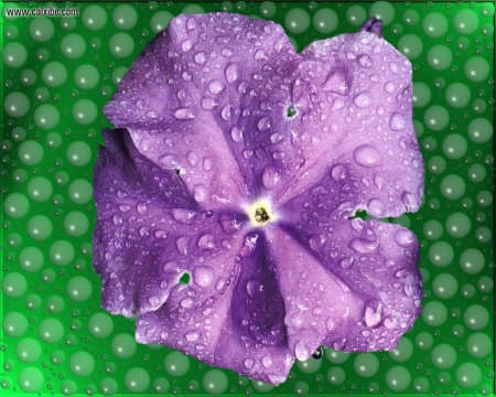 ~Purple Flower~