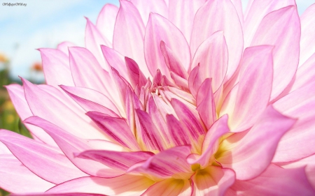 ~Pink Dahlia~ - flower, nature, pink, dahlia