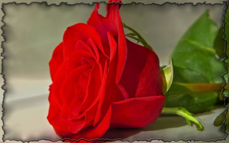 ~Flored Rose~ - nature, rose, flower, red