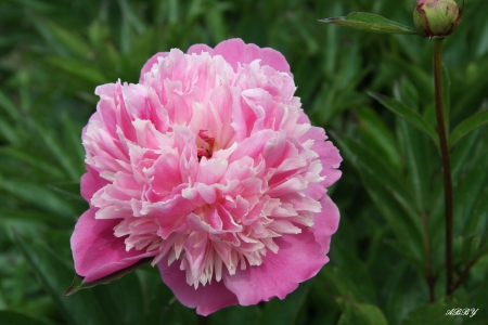 Pink flowers from Victoria