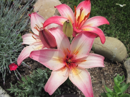 My Flowers - yellow, lily, pink, photography, flowers