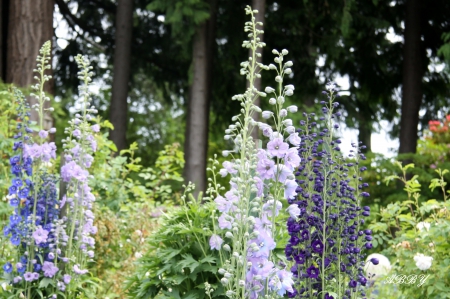 Beautiful garden in Victoria to visit - purple, green, photography, Garden, Fields