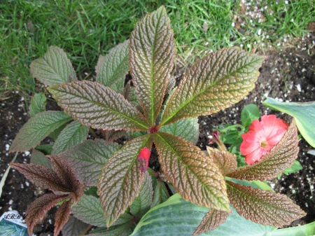 My garden - pink, photography, flowerrs, green, flowers, garden