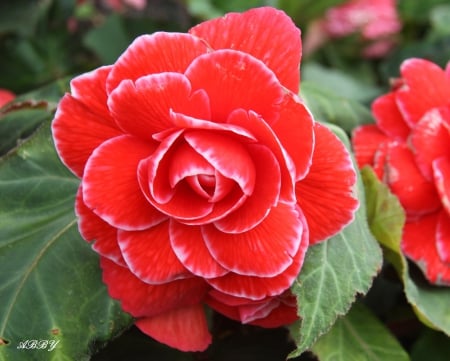 Victoria red flowers - red, photography, green, flowers, garden