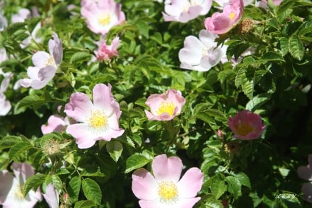 Victoria blooms - yellow, pink, photography, green, flowers, garden