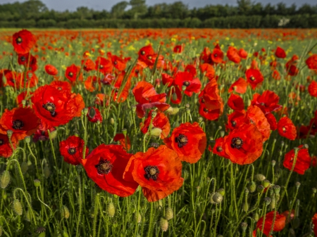 Poppies - blossom, red, artwork, landscape