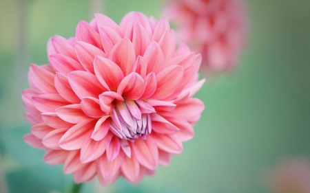 Pretty pink - blooms, flower, petals, pink