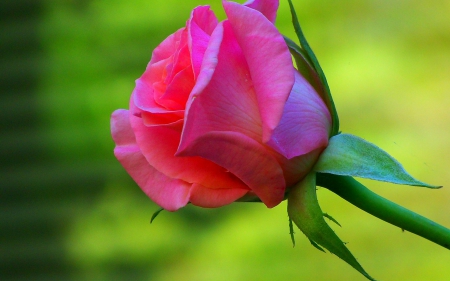 Pink rose - flower, pink, rose, bud