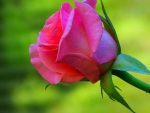 Pink rose