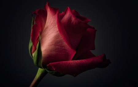 Red rose - bud, rose, flower, nature