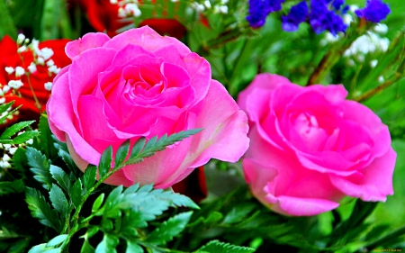 Pink rose - flowers, blooms, pink, rose