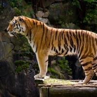Majestic Tiger