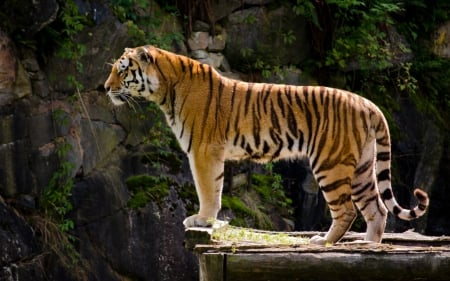 Majestic Tiger - the tiger, predator, eyes, profile, summer, nature, animal, leaves, rock, color, feet