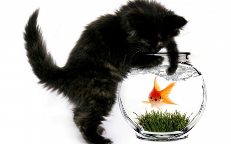 Come to me! - glass, cat, aquarium, water, funny, black, kitten, white, fish, animal, orange, green, grass