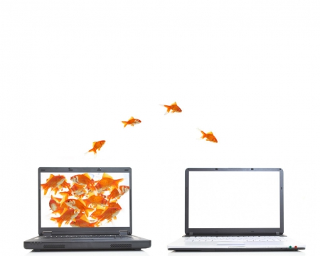 Moving - water, aquarium, laptop, orange, comp, white, animal, funny, computer, fish