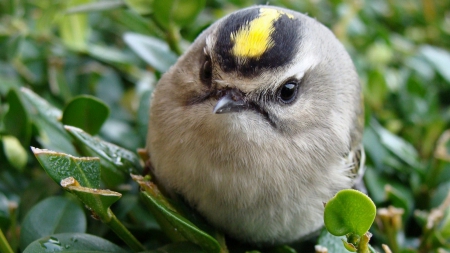 Tiny bird - bird, tiny, yellow, baby, feather, animal, green, sweet, cute