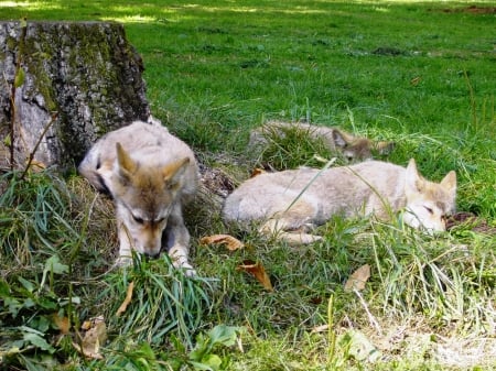 Wolf Cubs - cubs, wolf, wolves, animals, wild, nature