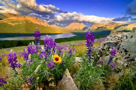 Glacier national park - national park, water, summer, beautiful, landscape, grass, lovely, mountain, flowers, river, nature, glacier, nice, sky