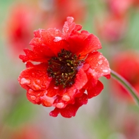 *** Red poppy ***