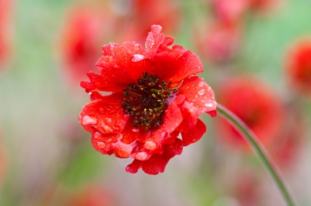 *** Red poppy *** - flowers, red, flower, nature