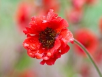 *** Red poppy ***