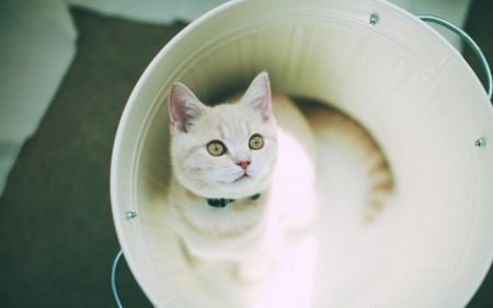 *** White kitten *** - cat, animals, cats, animal, kitten