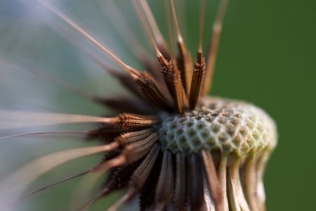 MACRO OF A SEED HEAD - beauty, close up, seeds, photos, nature, macro, dandelion, weed, flower