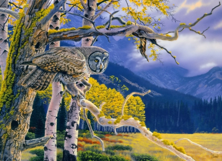 Grey owl - bird, branches, watcher, road, night, forest, mountain, tree, owl, path, grey, animal, painting, day, country