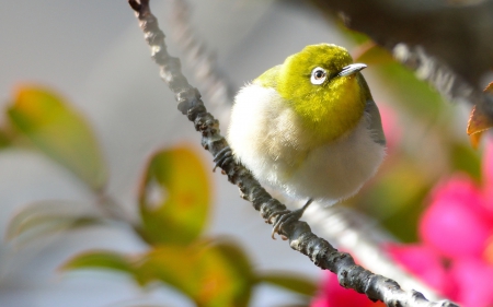 *** Little bird *** - animal, animals, little, bird