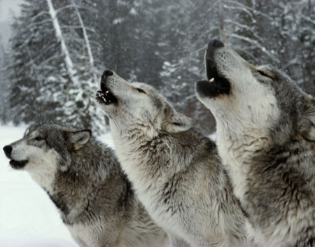 Time to Howl - nature, Howl, time, snow, wild, animals