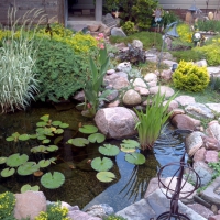 BACKYARD WATER GARDEN