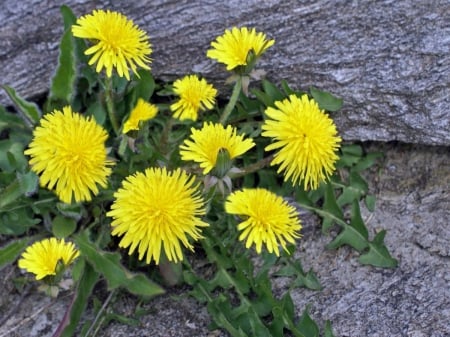 PRETTY FLOWER OR WEED? - close up, lovely, spring, photos, yellow, macro, dandelion, plant, weed, flowers