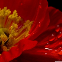 POPPY RED AND BEAUTIFUL