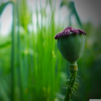 POPPY CAPSULES