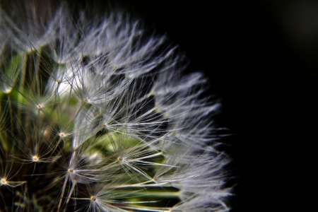 RENEWING SELF - photos, spring, flower, natural, seeds, nature, DANDELION, macro, close up