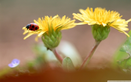 LADY BUG ON YELLOW FLOWERS