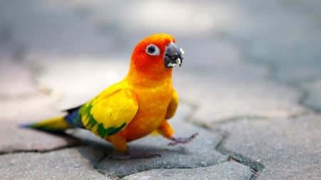 Polly's Day Out - bird, birds, parrot, walk, floor, day out, animal, SkyPhoenixX1, picture, polly, animals, wallpaper