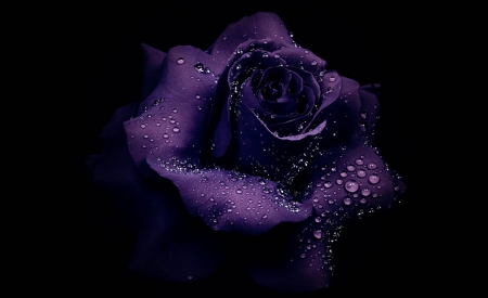 Purple - roses, flowers, rose, purple