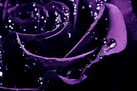 Purple - purple, rose, roses, flower