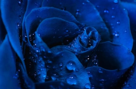 Blue - roses, rose, flower, blue