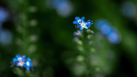 Forget me Not - delicate, nature, blue, forget me not, flower